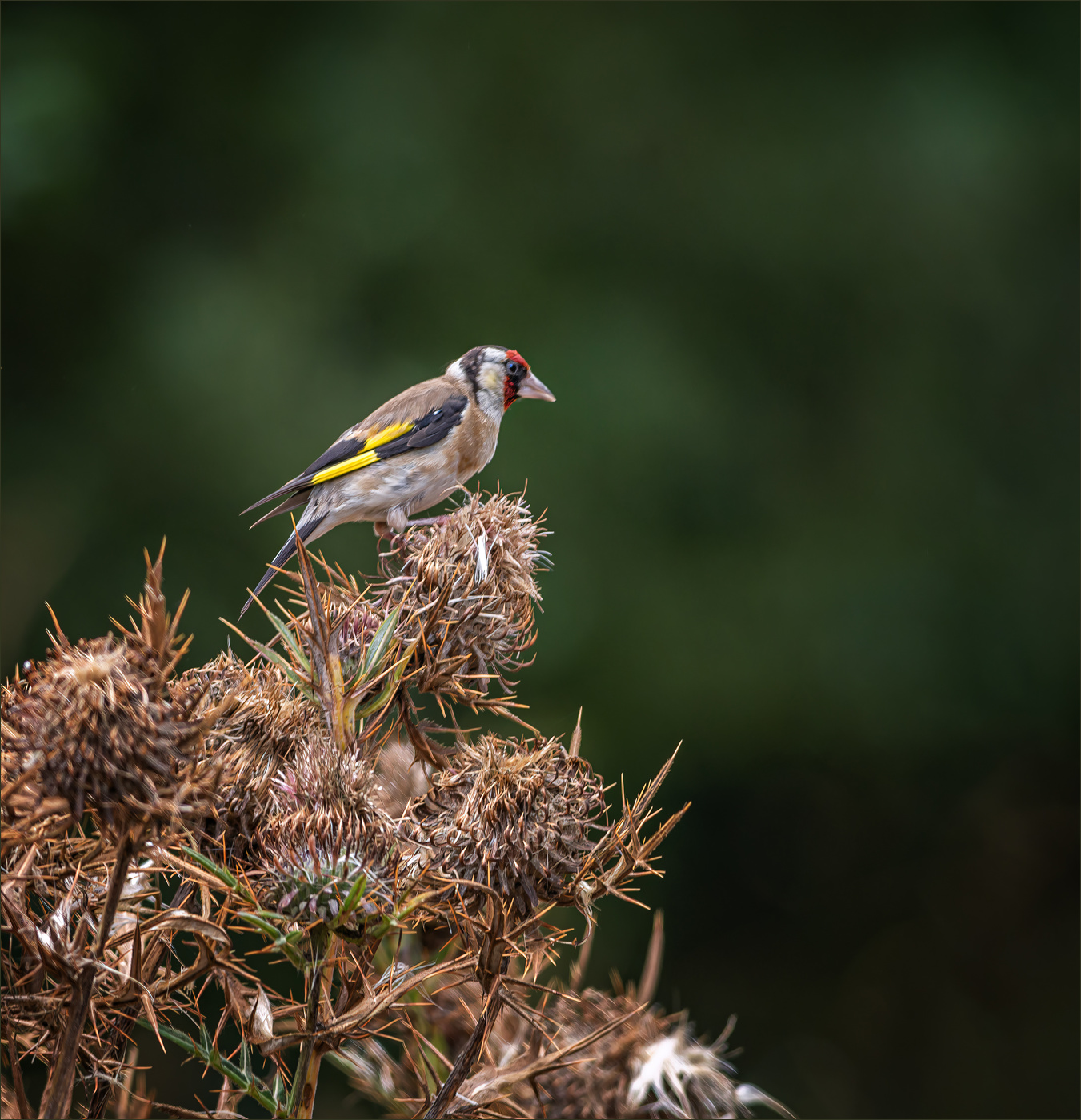 Щегол на репейнике