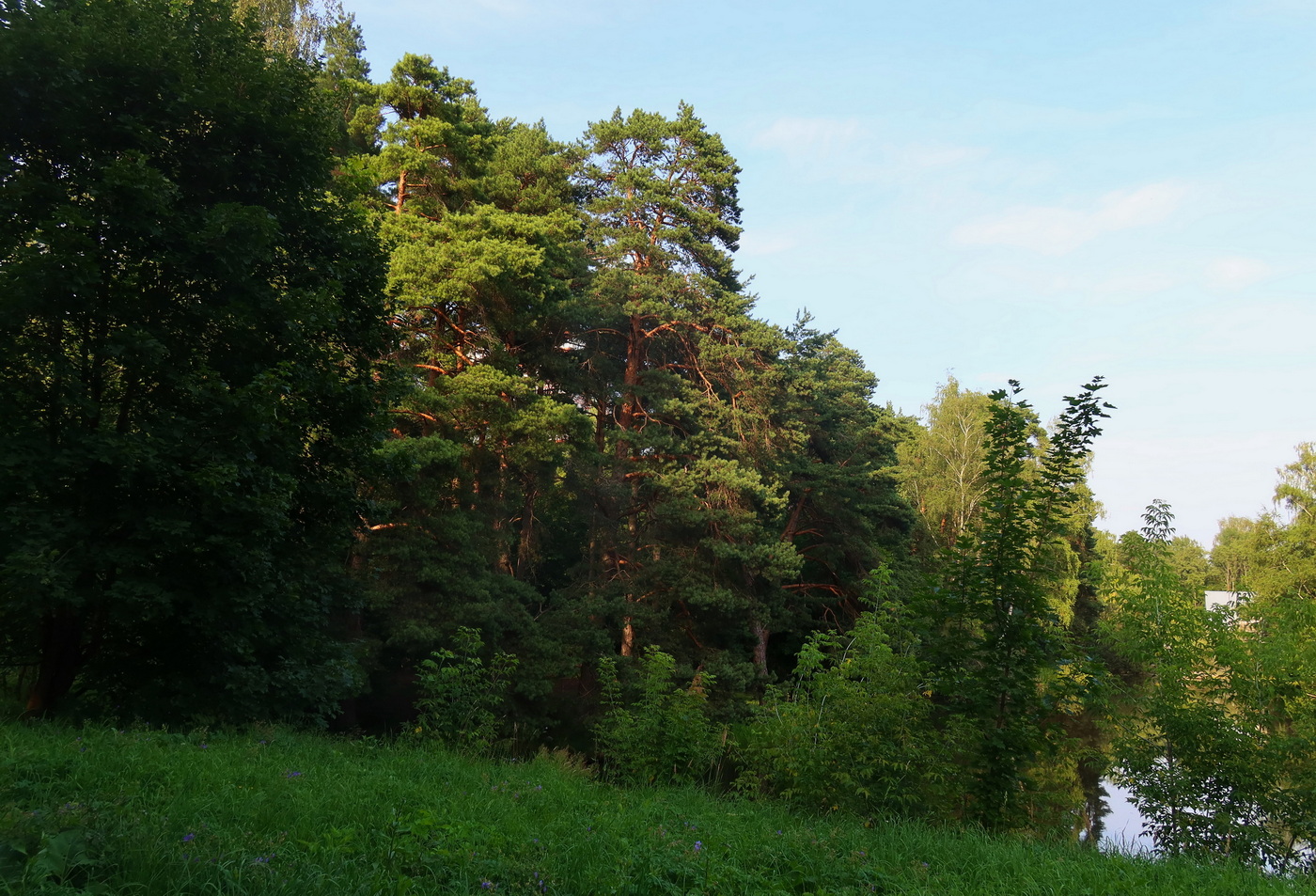 Берег пруда