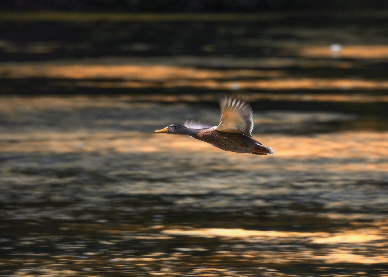 Но утка уже летит высоко...