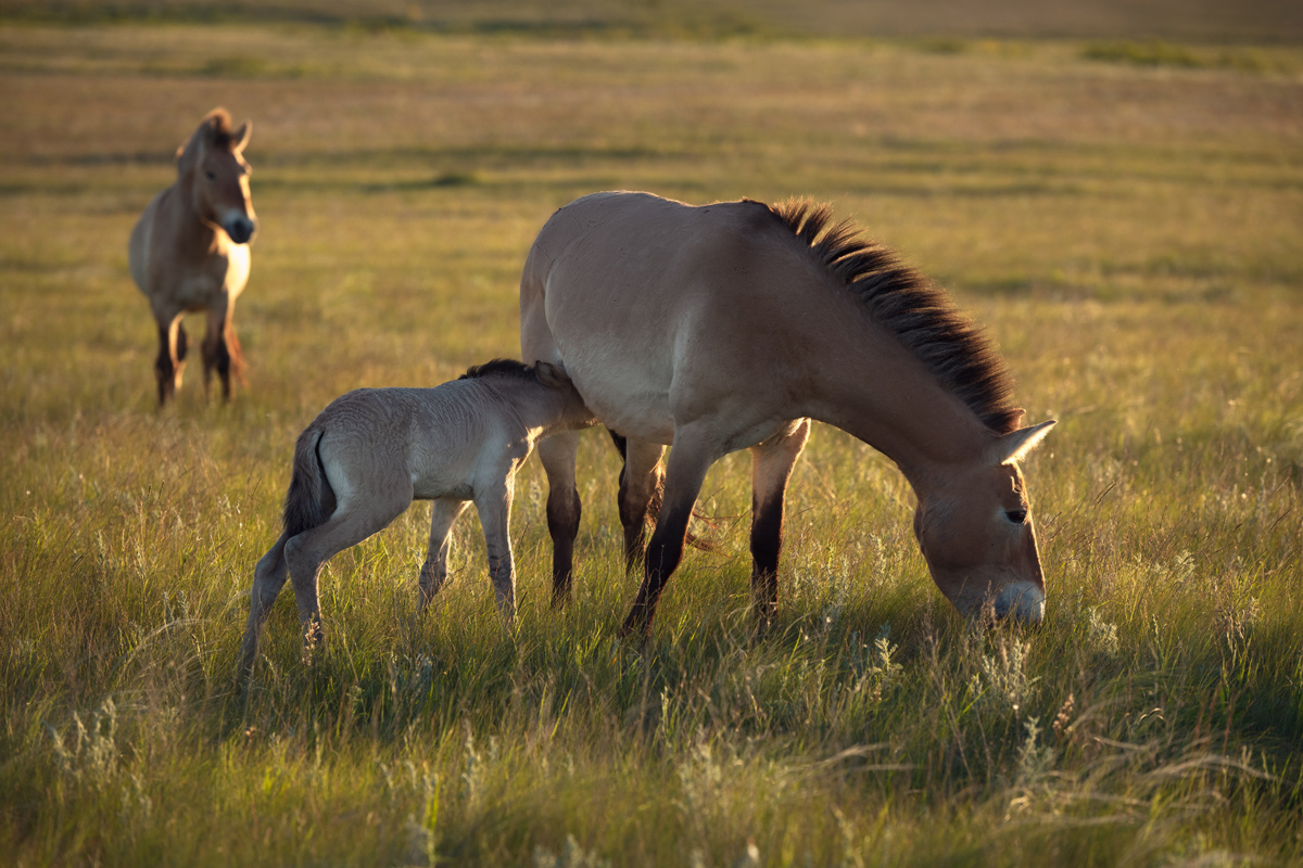 "Семейная жизнь лошадей"