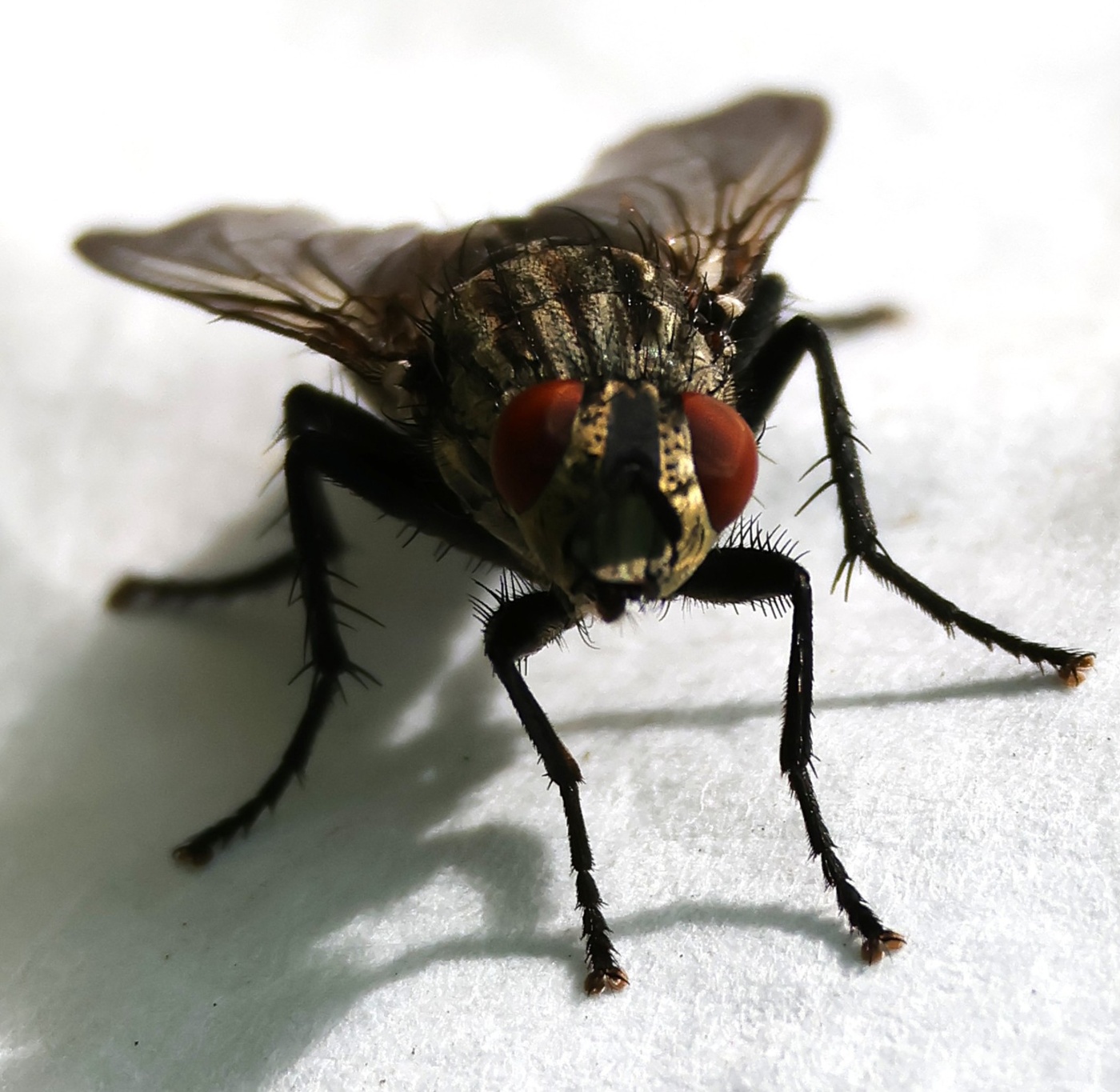 Муха-цекотуха)))