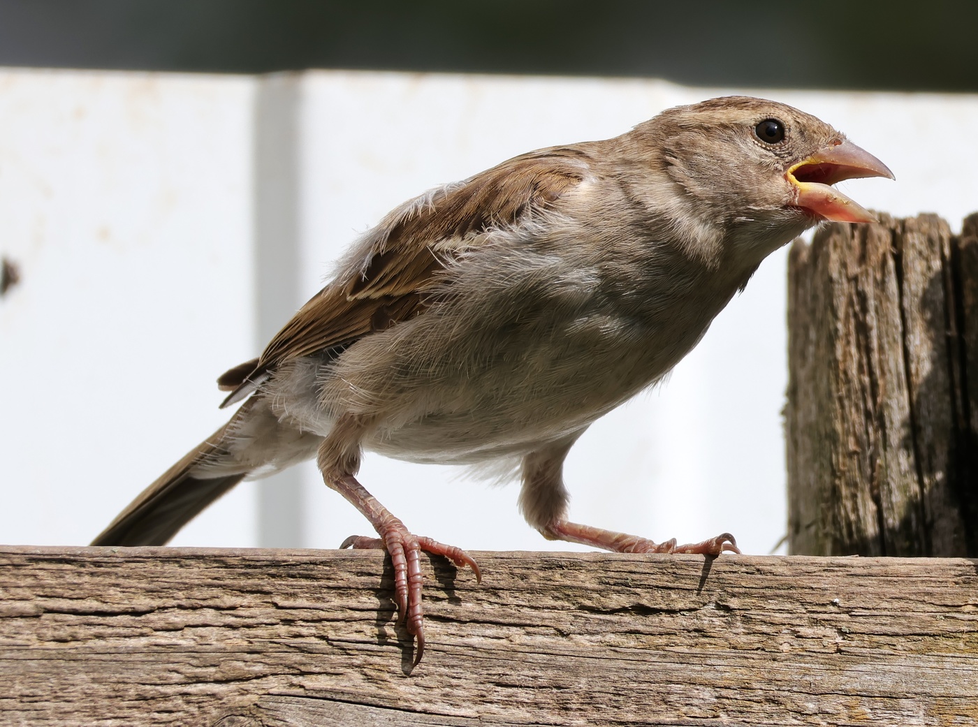 Желторотик