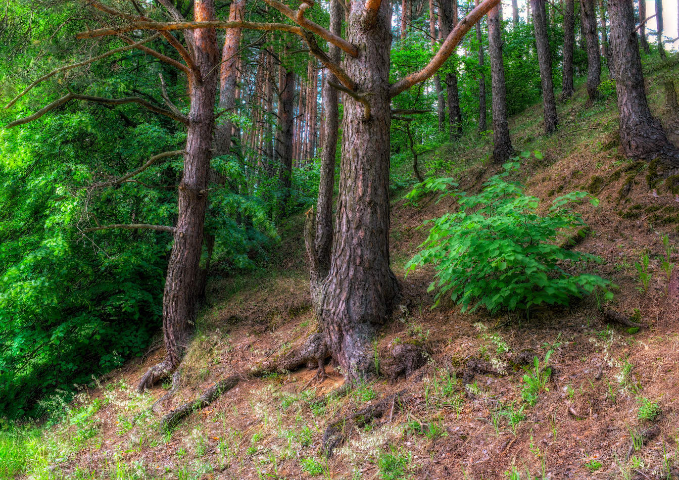 Лесной этюд