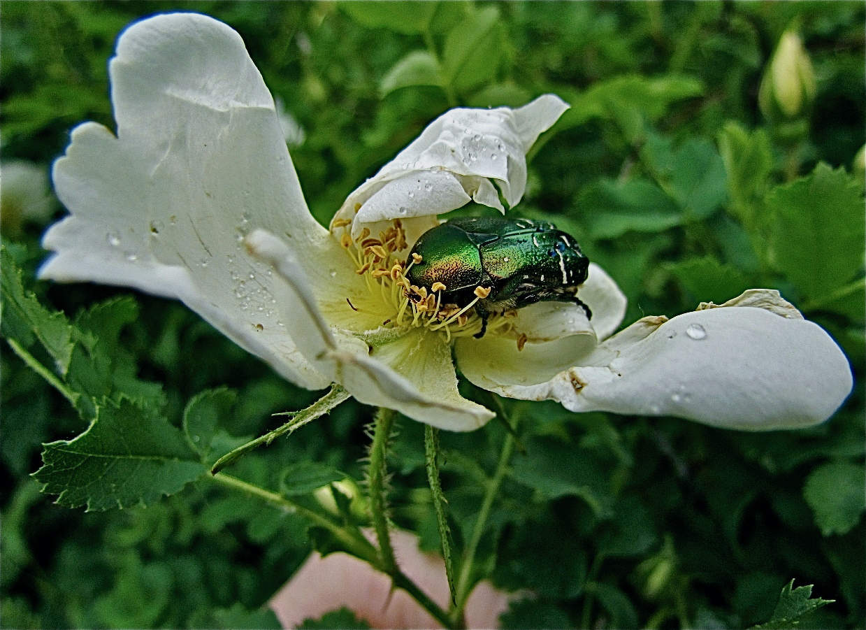ПИР БРОНЗОВКИ