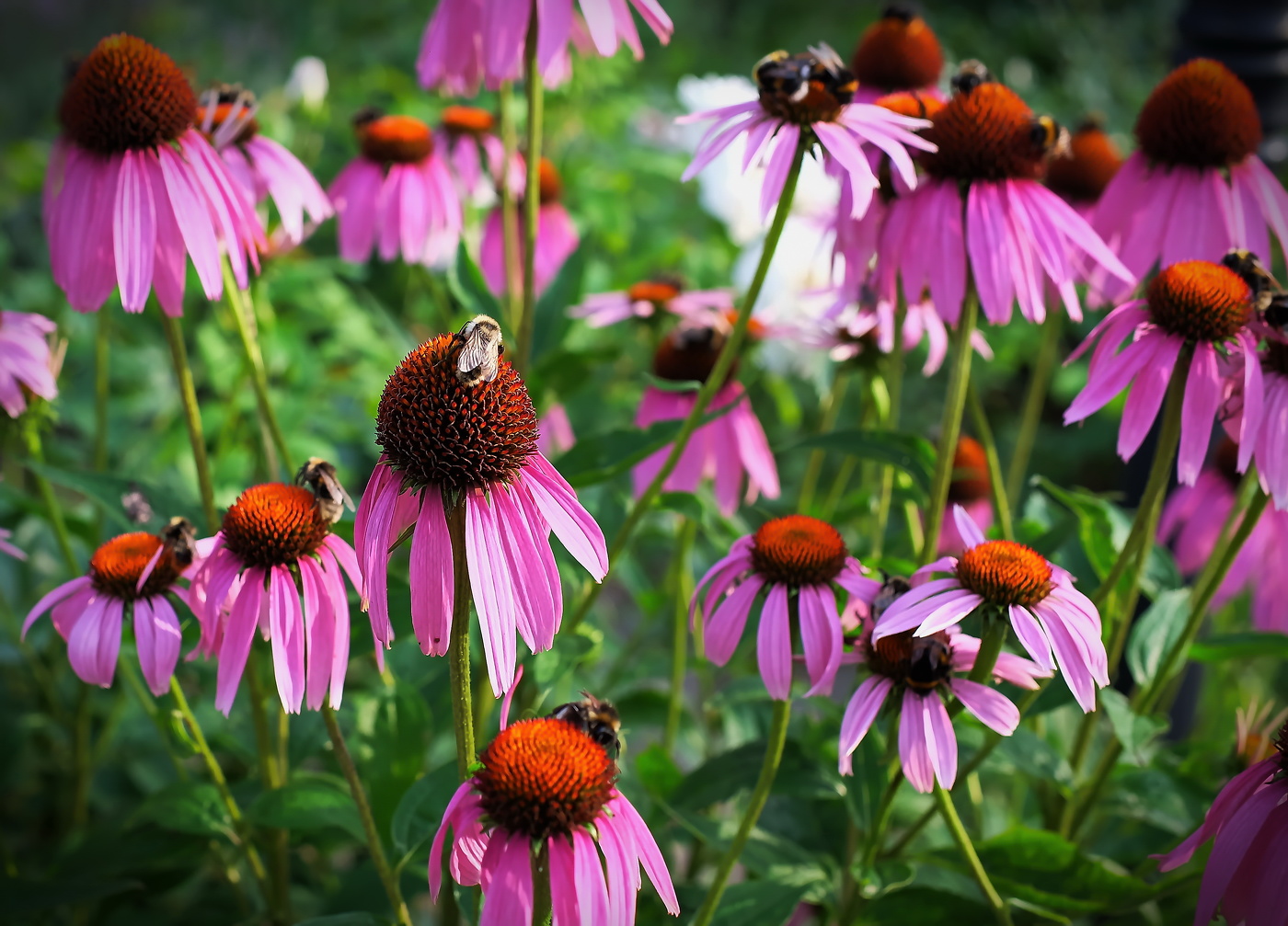 Монастырь. В монастырском саду.