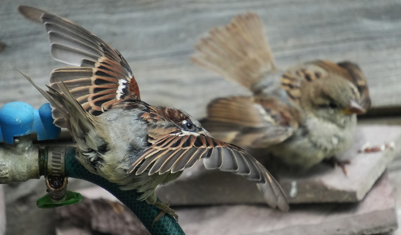 Ну очень злой воробей!!!!