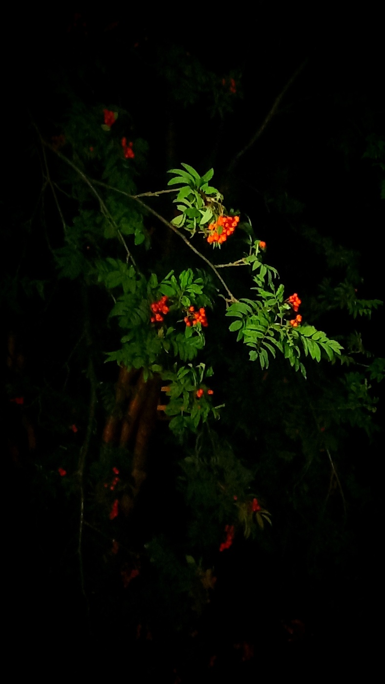 рябина под окном вечером