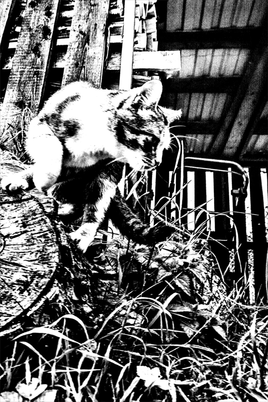 Жизнь вокруг