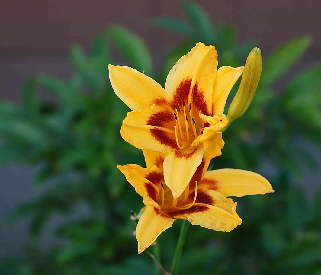 Семейка лилейников