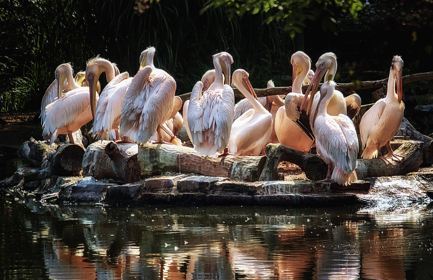 Пеликаний островок