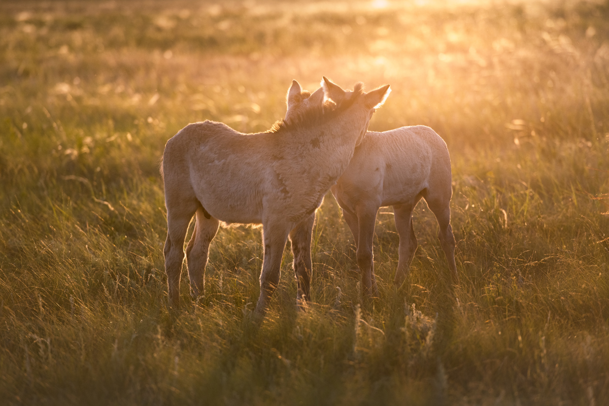 "Жеребята дикой лошади"