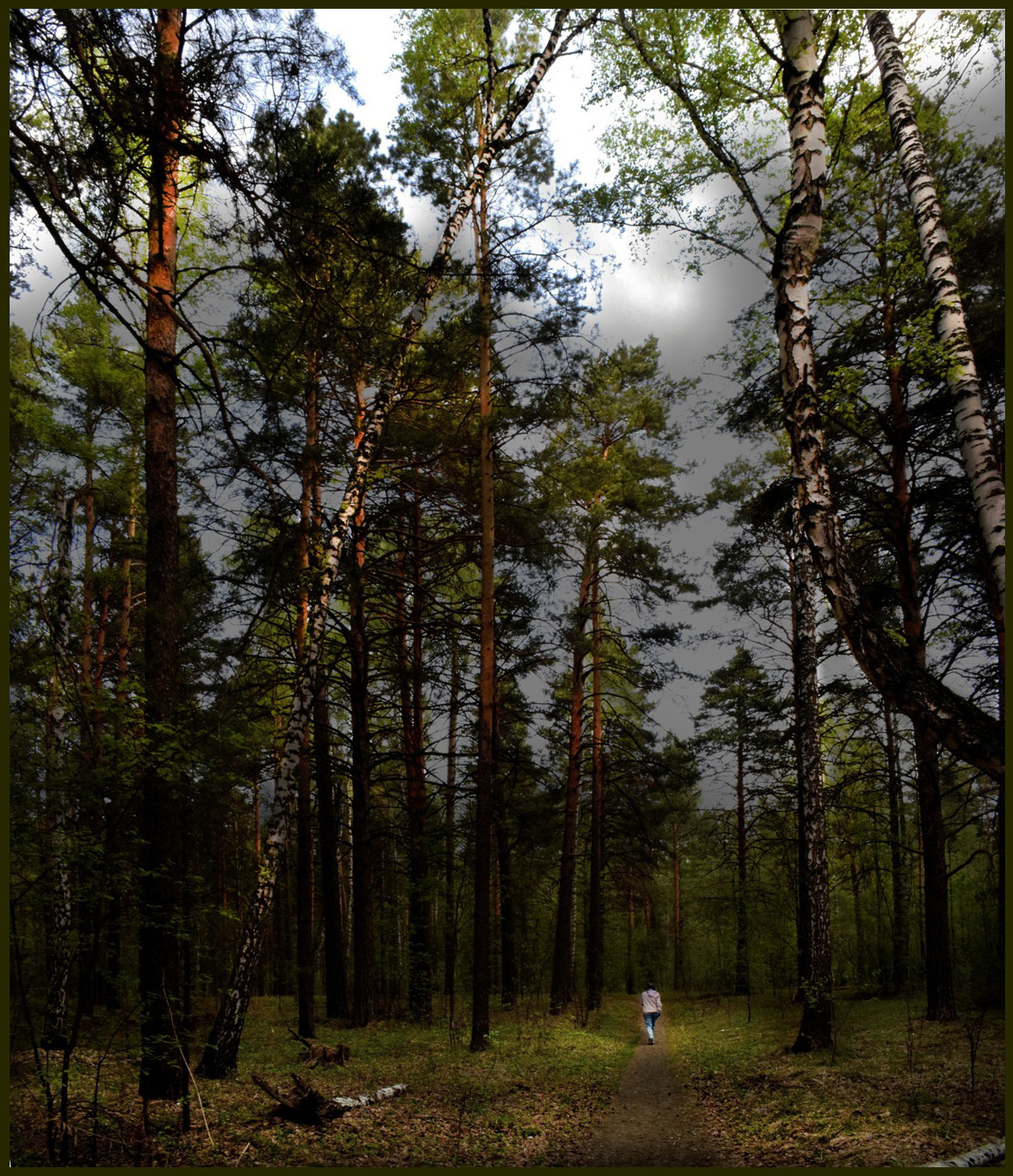 В вечернем лесу