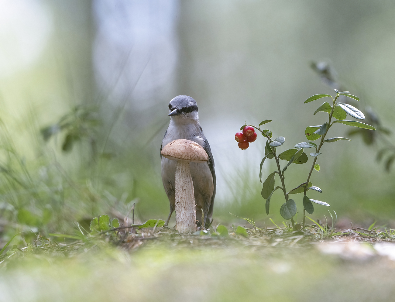 Картинка из леса