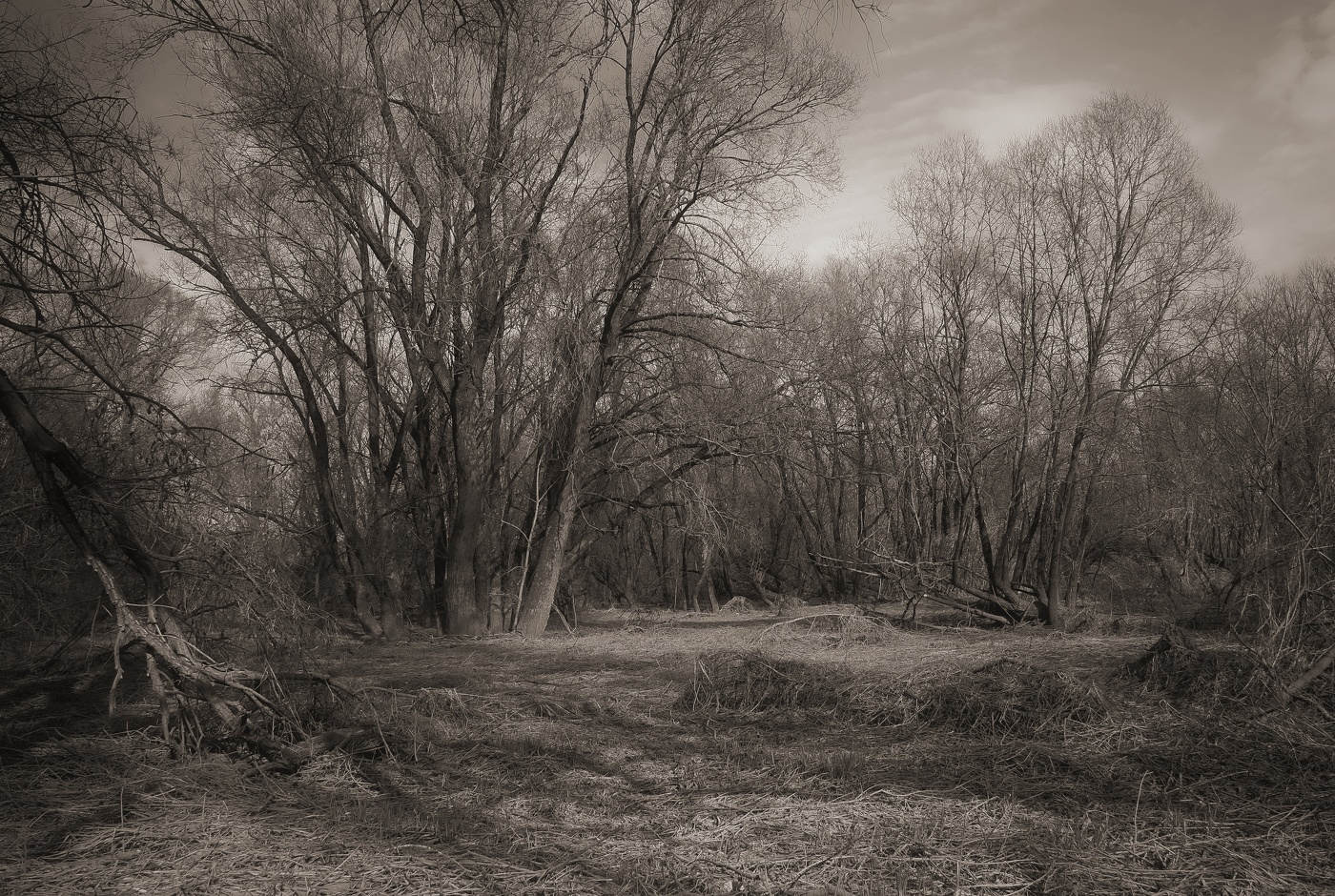 Весенний мотив