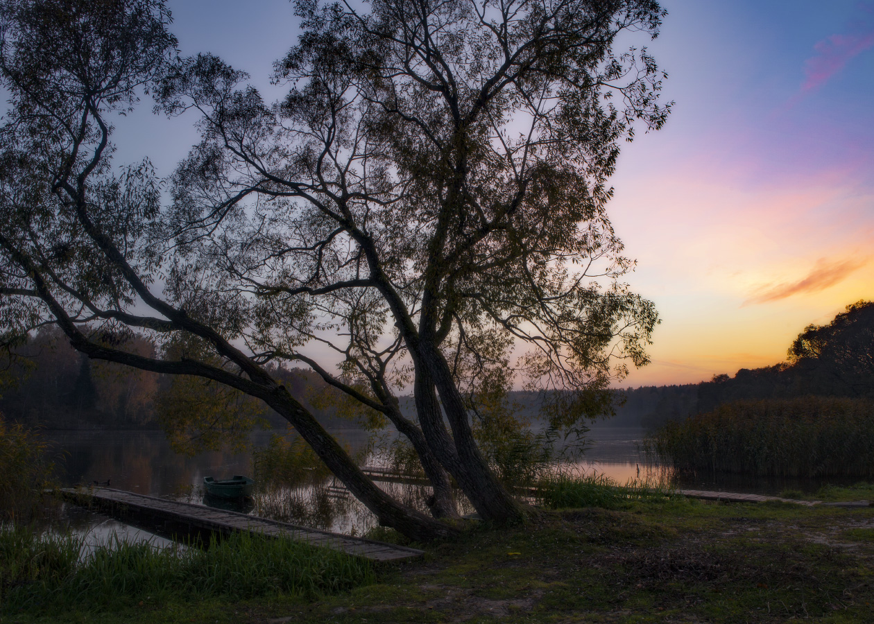 Ивы - чудные извивы