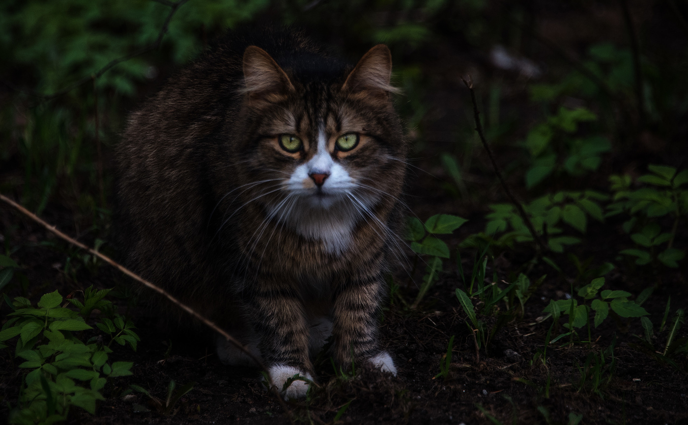 Ночной охотник.