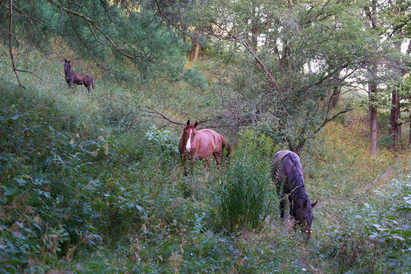 встреча в лесу