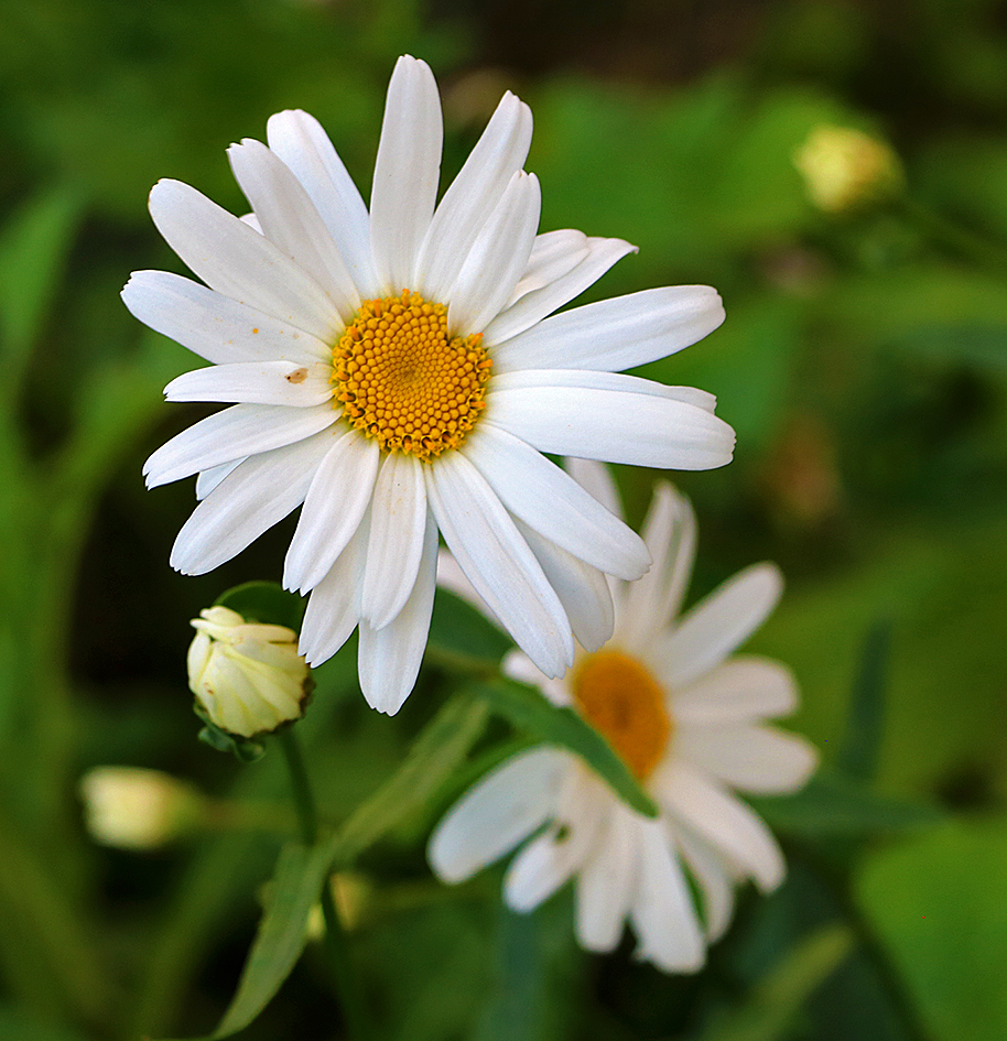 Мои любимые...