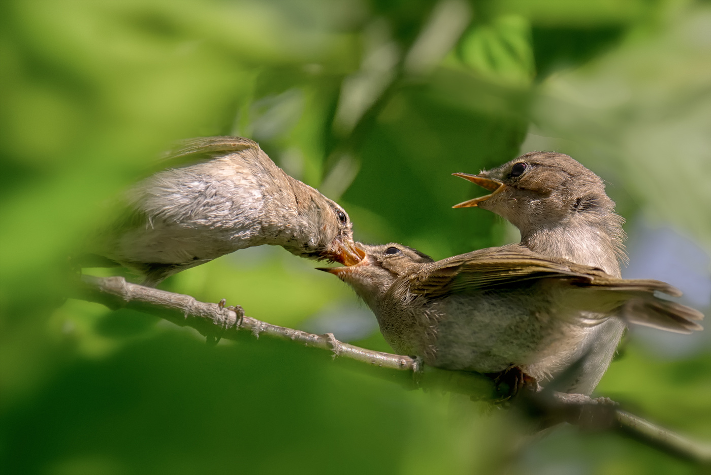 Пеночка - теньковка.