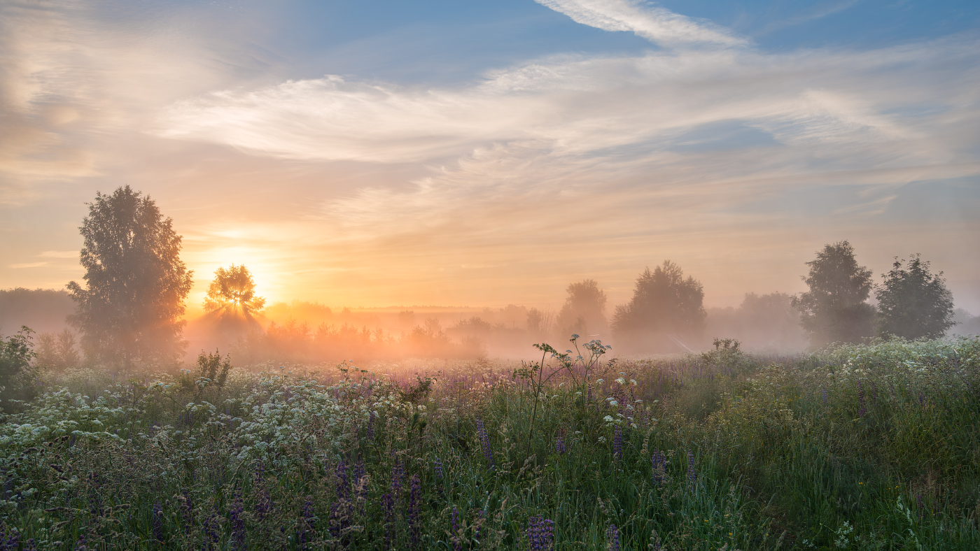 туманное утро