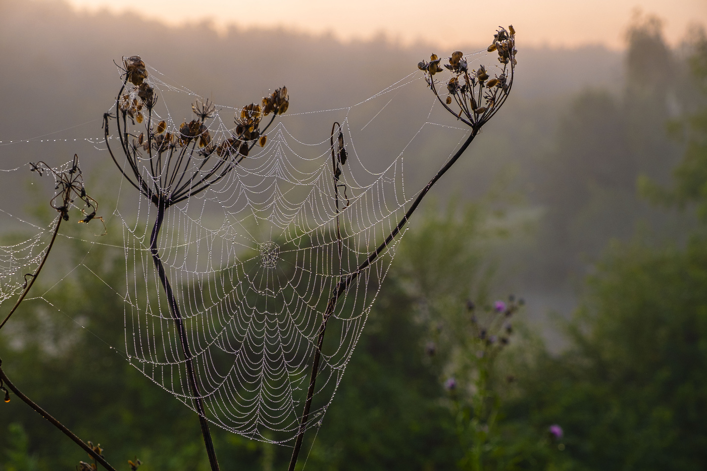 Творчество паука.