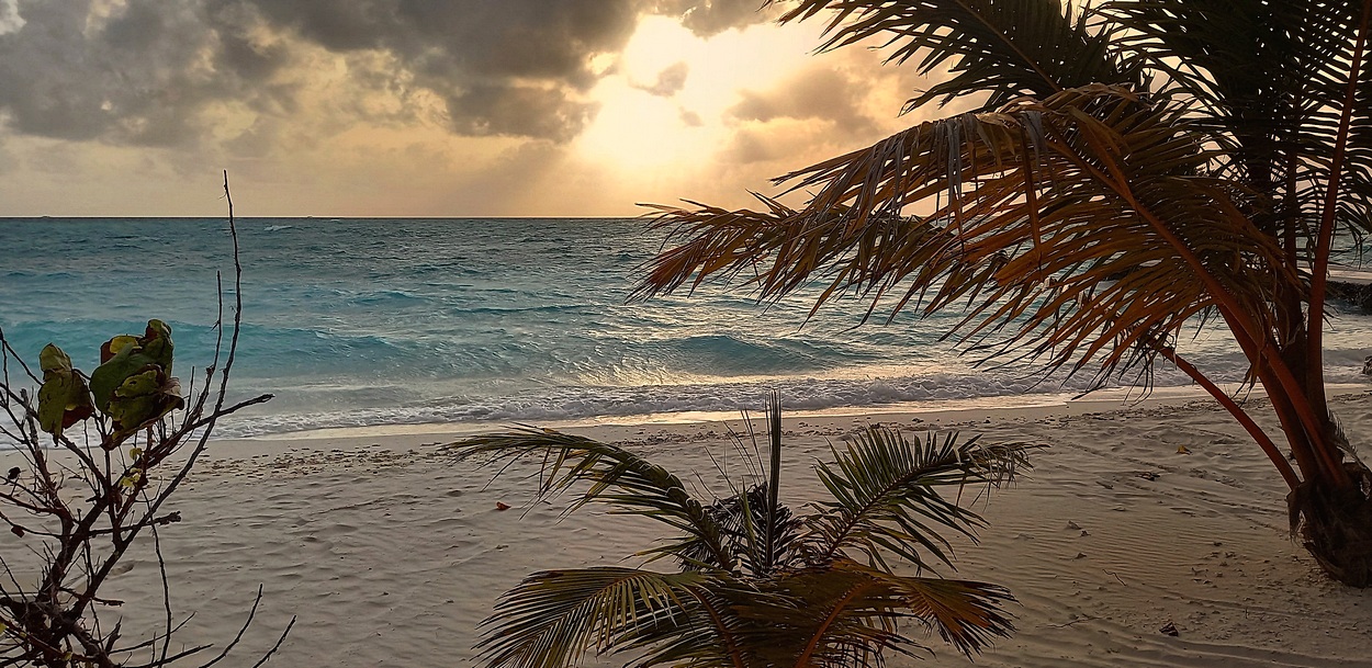 Панорама морского вечера на пальмовом берегу