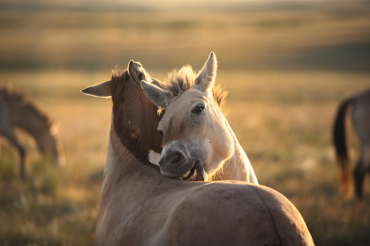 "Взаимный груминг"