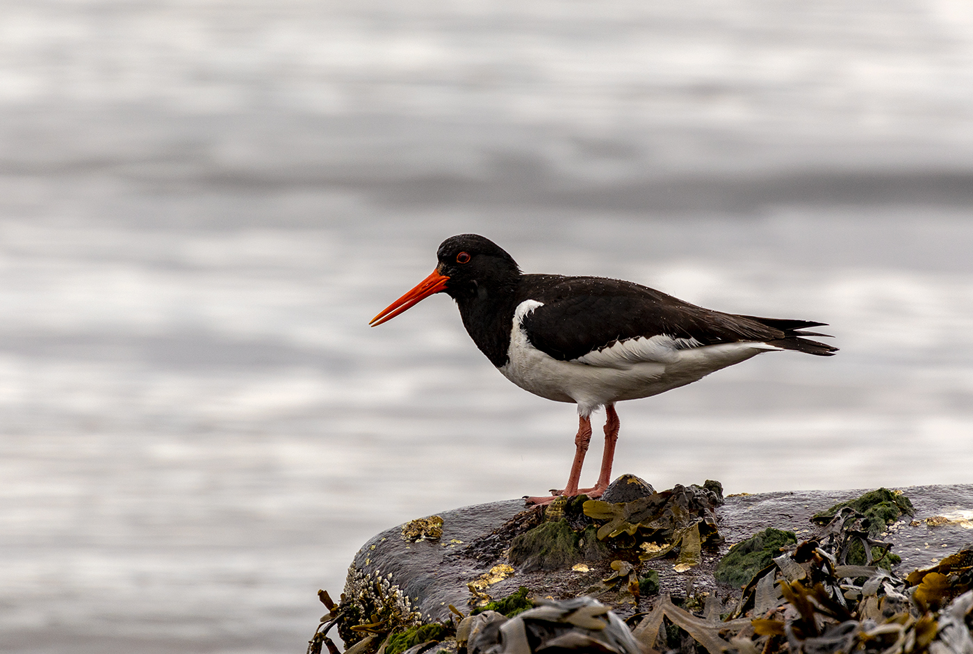 Морская сорока