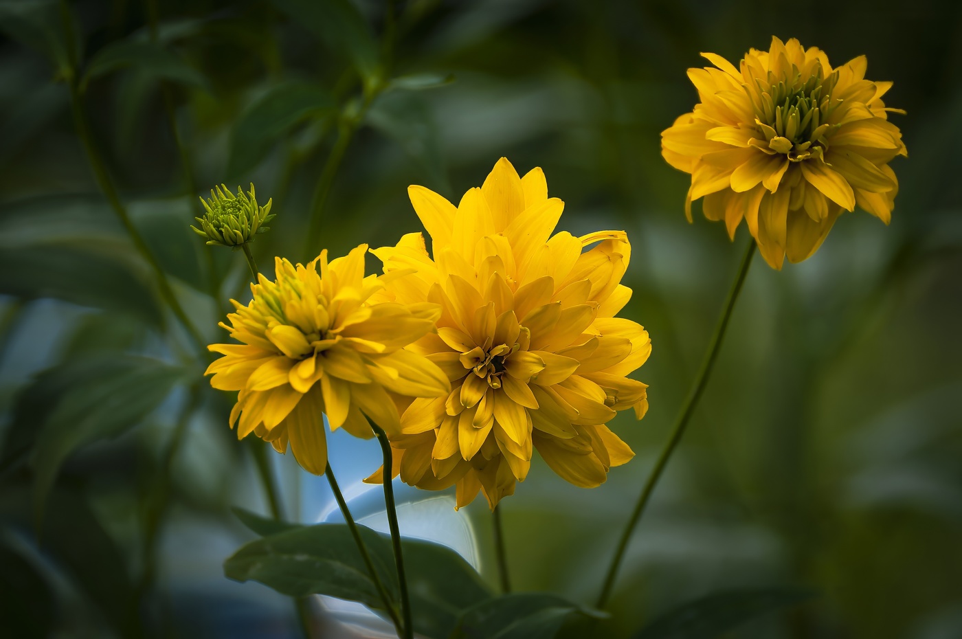 Золото августа.