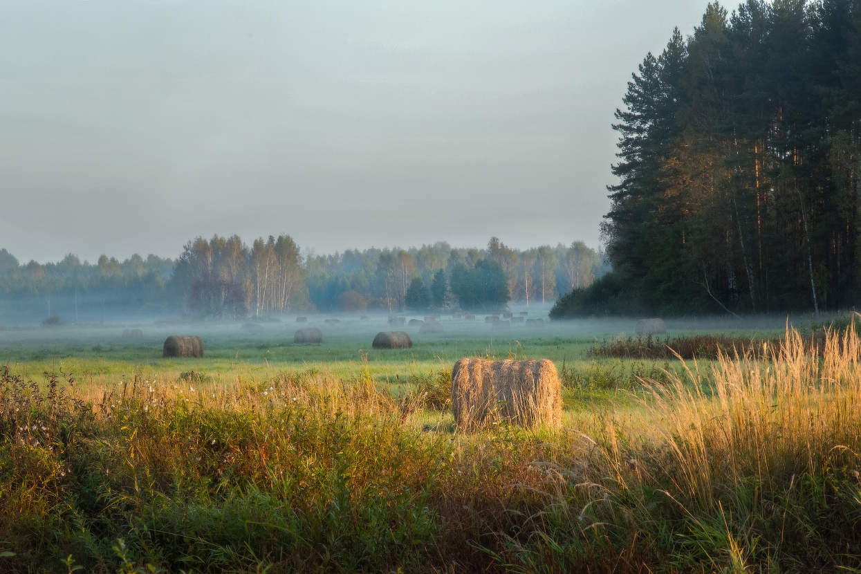 Нежное утро
