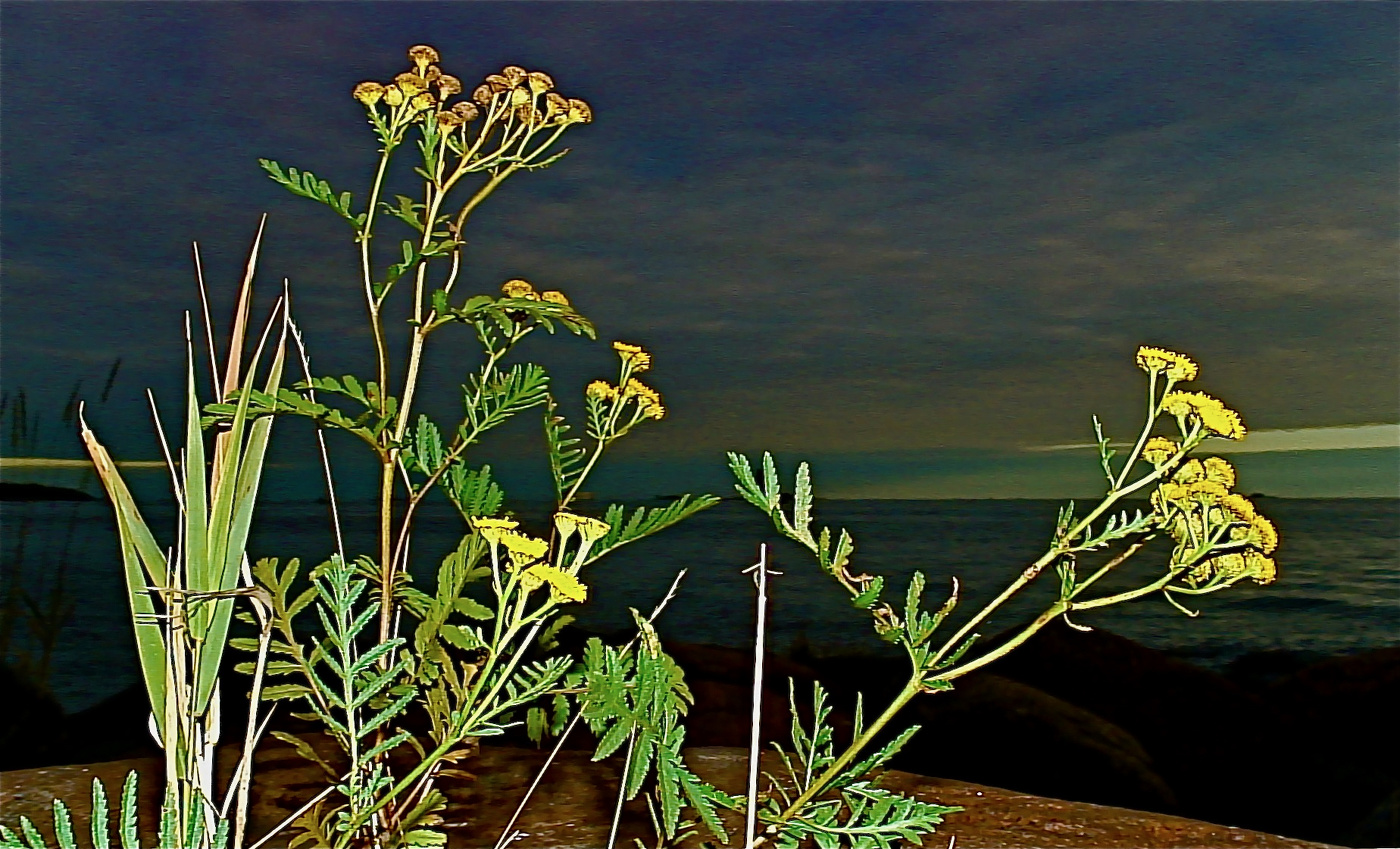 Бессмертная трава