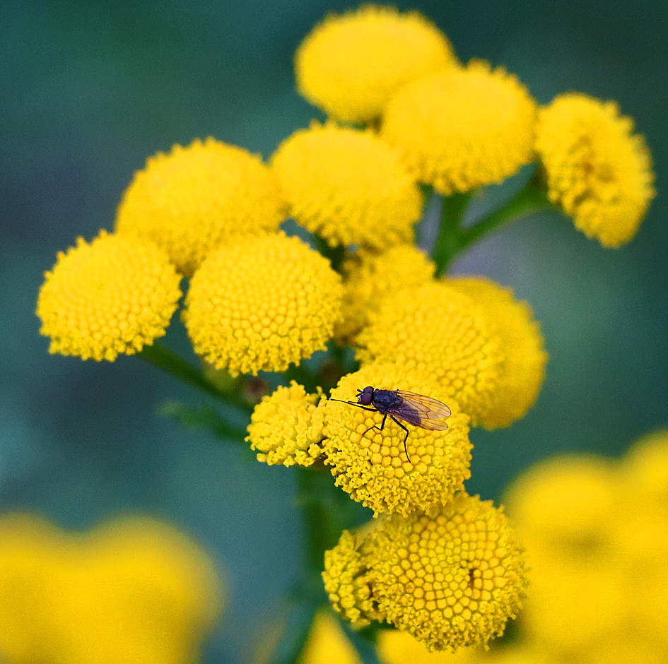 Мушка на пижме потирает лапки от удовольствия