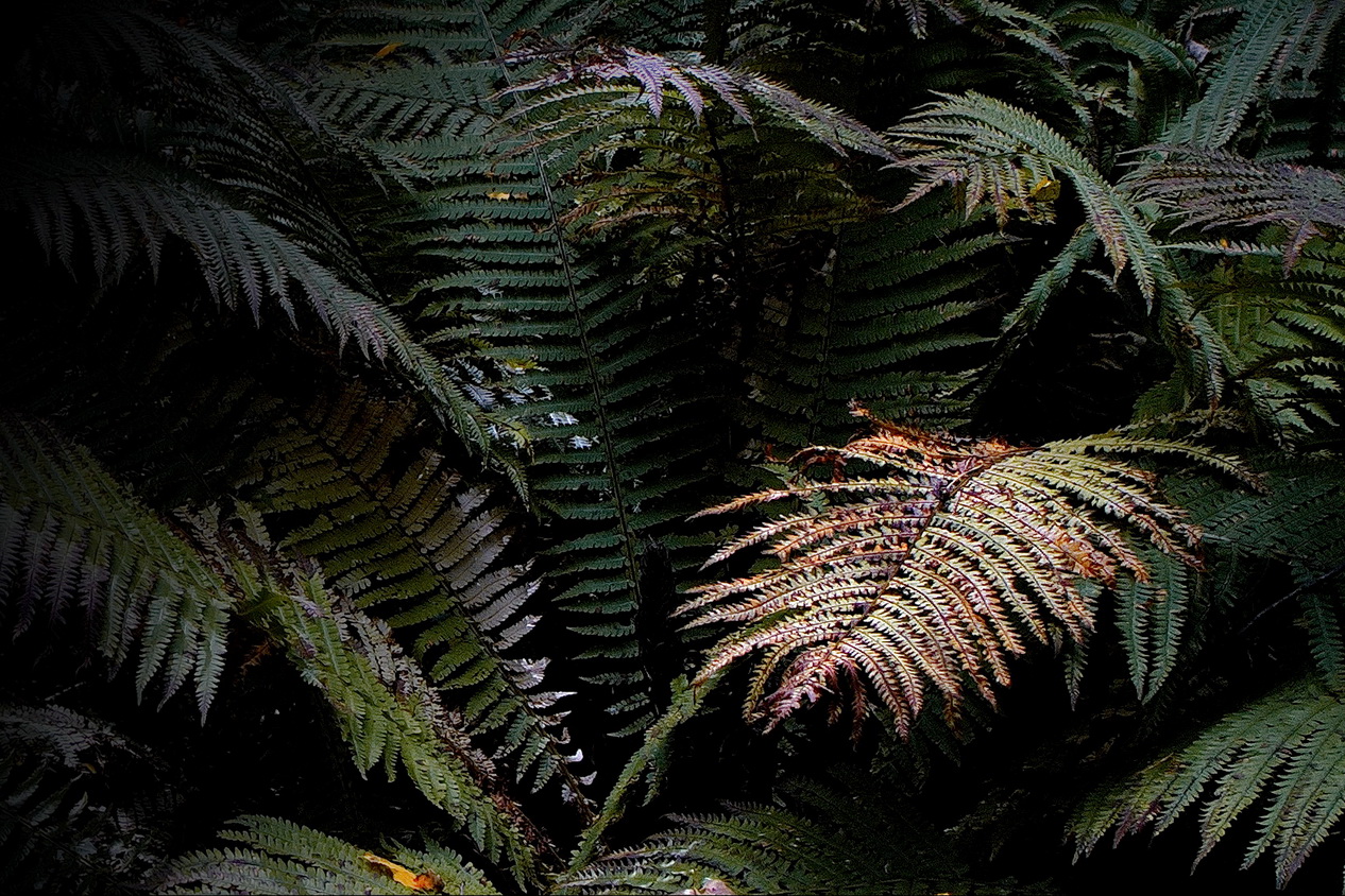 **Листья папоротника.*