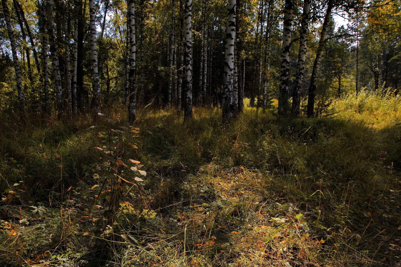 Августовский лес.