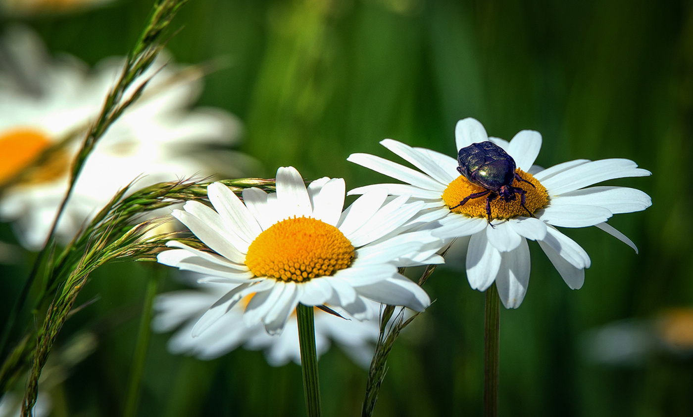 Гадание на ромашке.