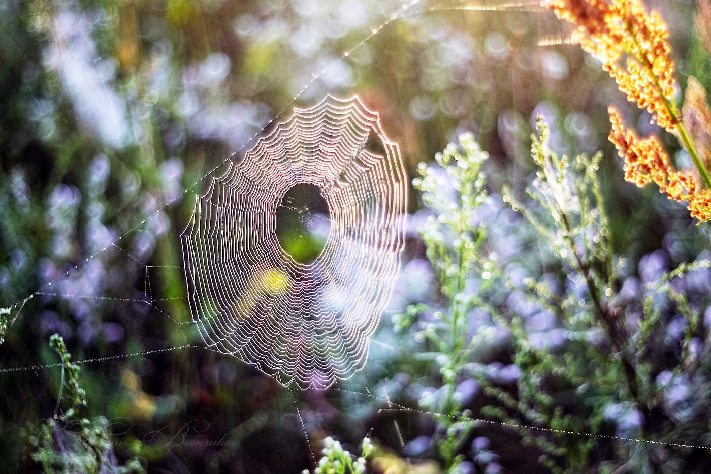 Ловец солнца