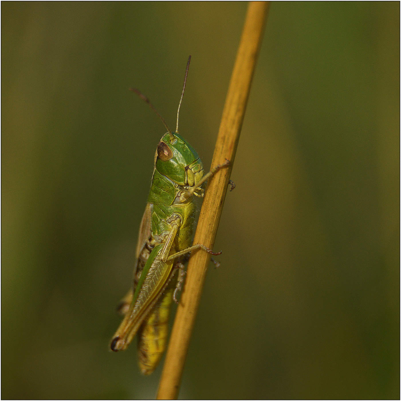 Приходит Осень незаметно