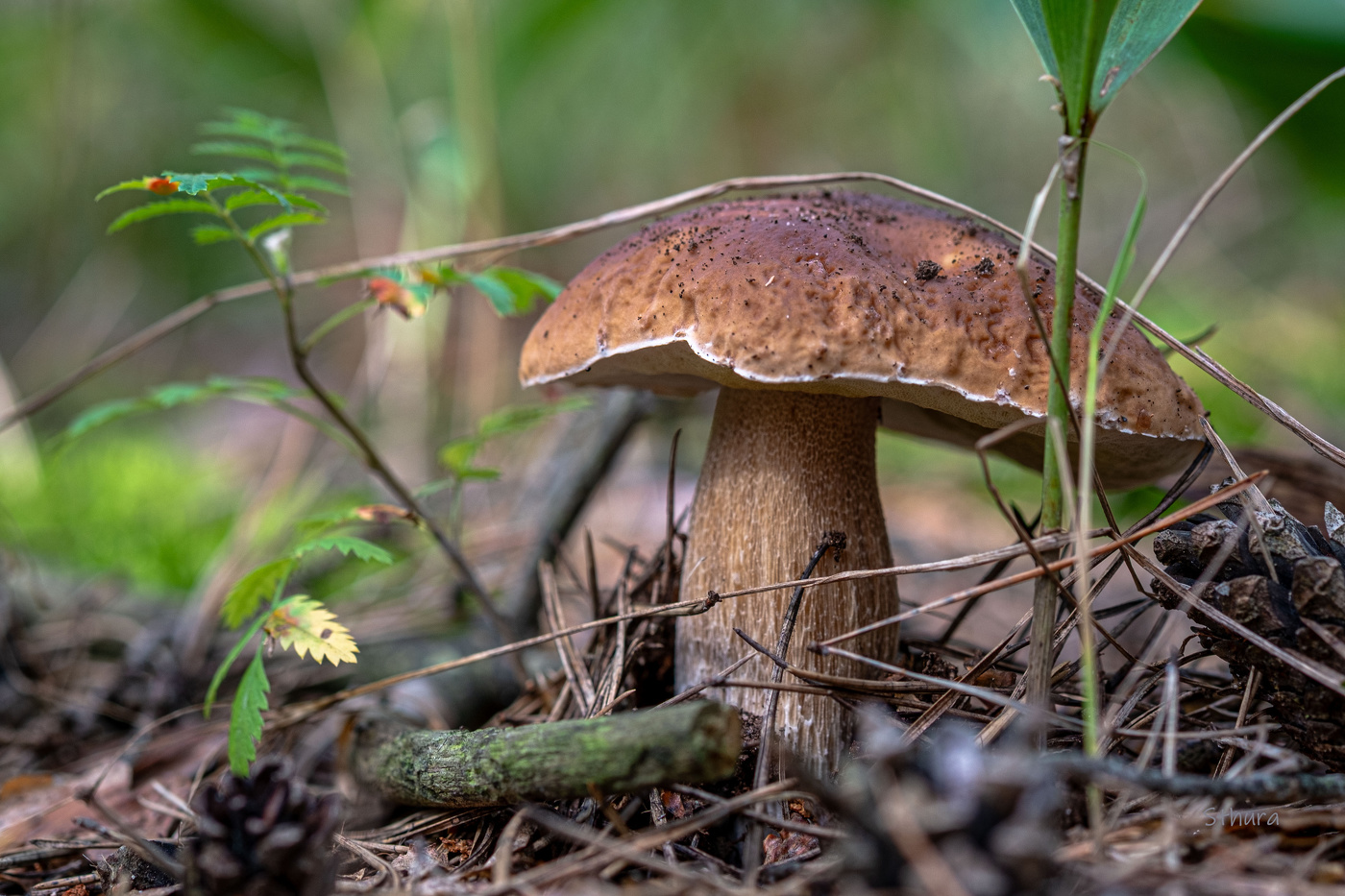 В лесу. Август.