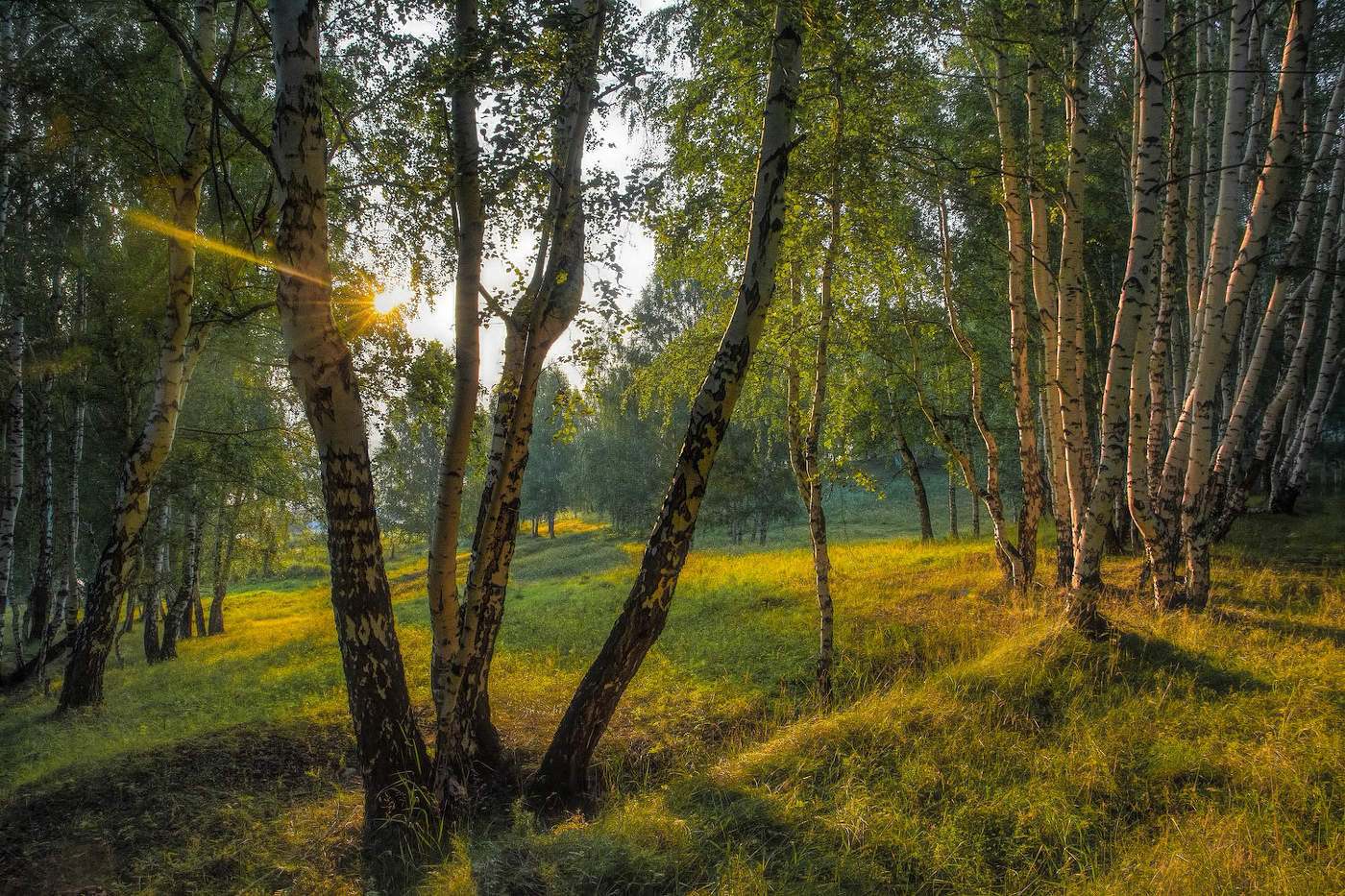 Вечер в берёзовой роще