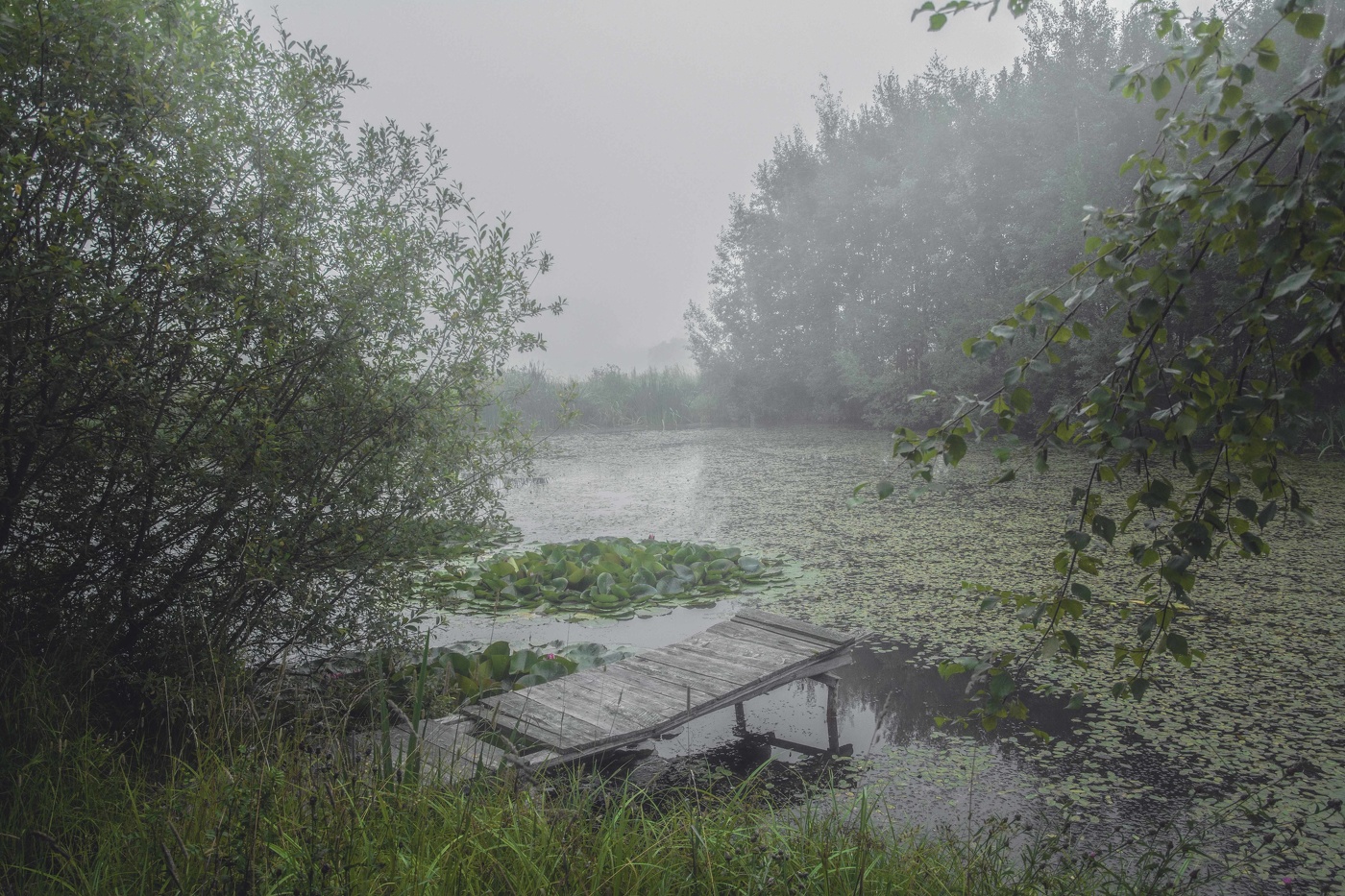 туманное утро