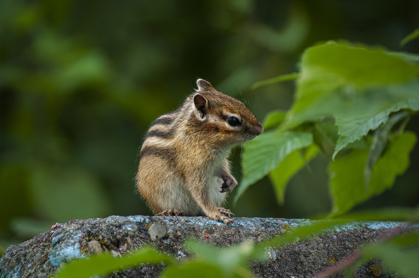 Полосатый и усатый.