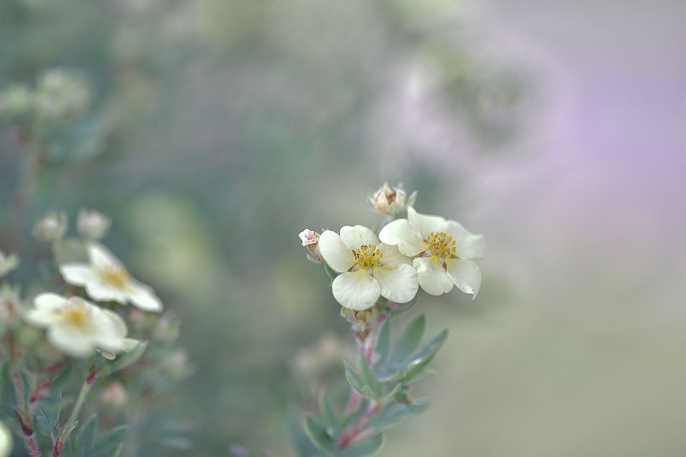 *Влюбленные