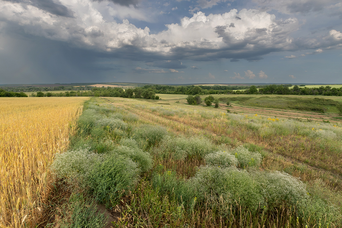 Жара над степью