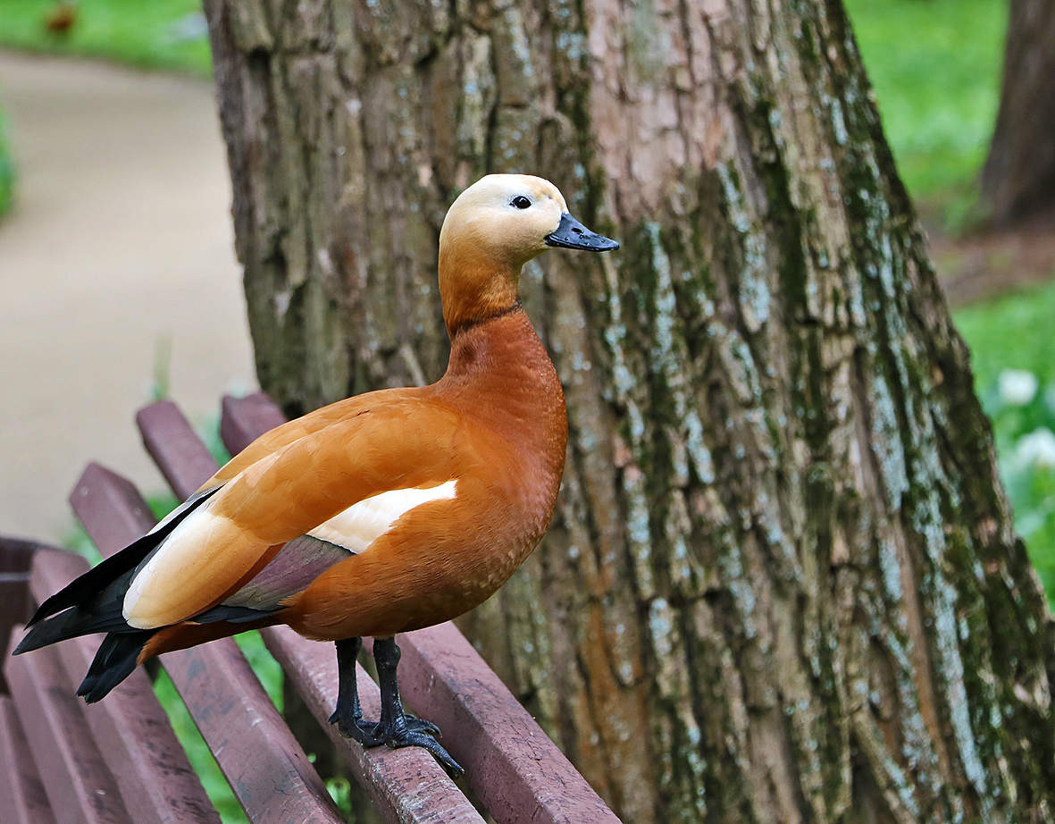 Аборигенка Аптекарского огорода