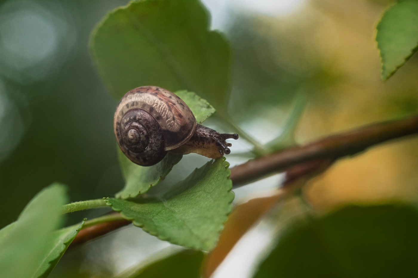Малое прекрасно...