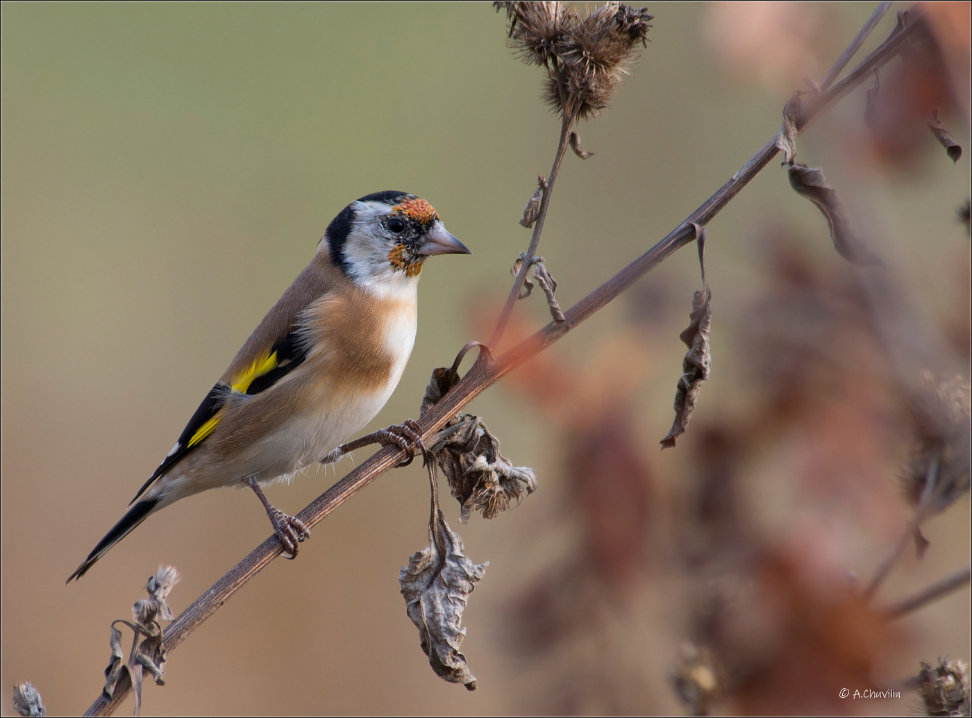Молодой Щегол