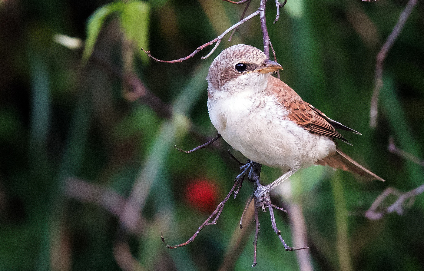 Жулан сорокопут.