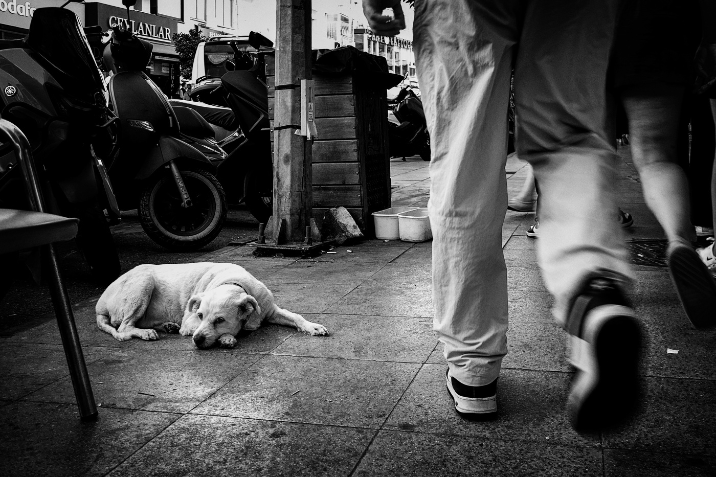 В добрые руки