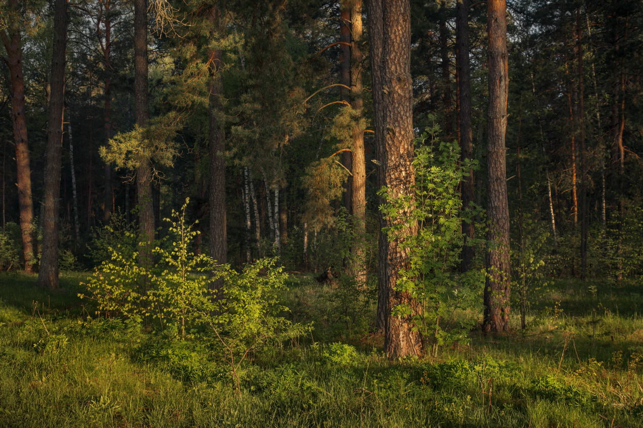 Первые лучи на опушке леса