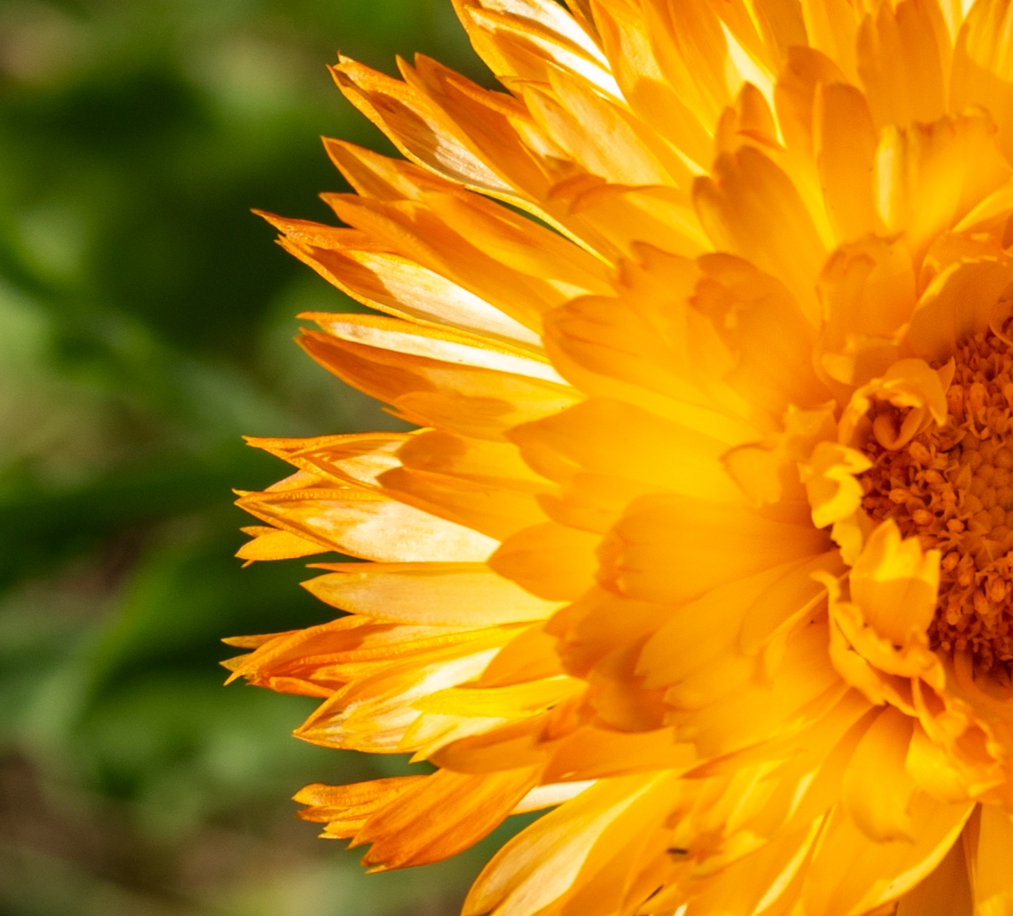 Солнце Августа